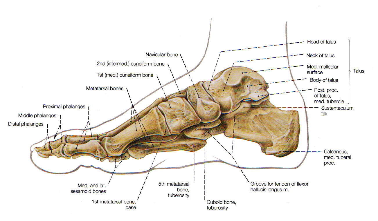 Footer foot